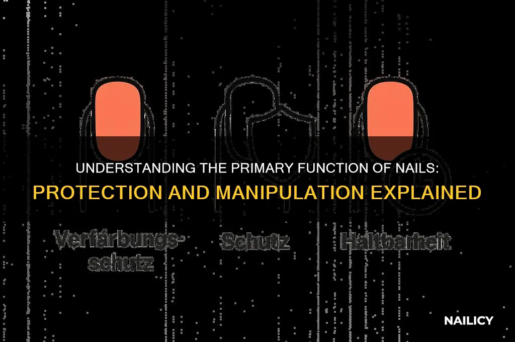 what is the primary function of nails
