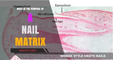 Understanding the Nail Matrix: Its Vital Role in Nail Health and Growth