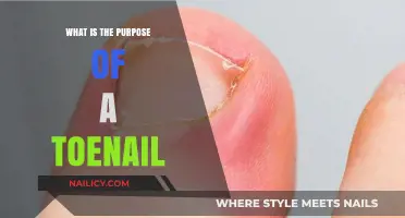 Unveiling the Surprising Purpose of Toenails: Beyond Aesthetics and Protection