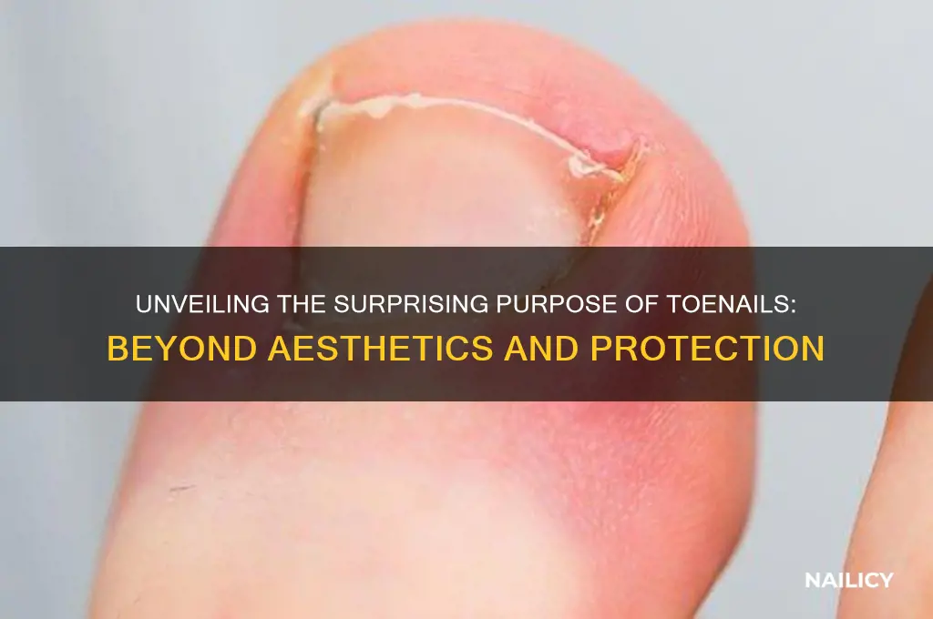 what is the purpose of a toenail