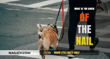 Understanding the Quick of the Nail: Function, Care, and Common Issues