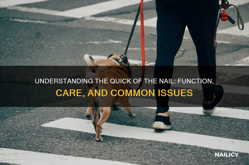 what is the quick of the nail