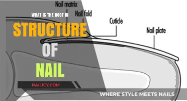 Understanding the Root Structure of Nails: Anatomy and Function Explained