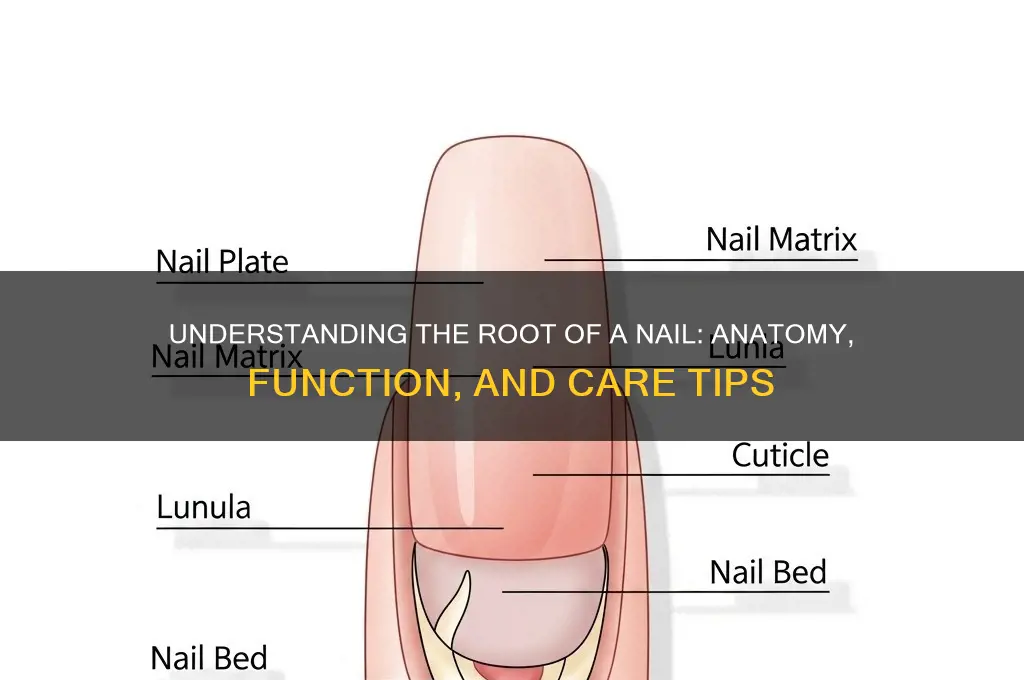 what is the root of a nail
