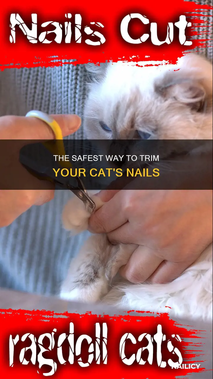 what is the safest way to trim a cat
