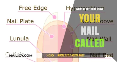 Understanding the Skin Above Your Nail: The Eponychium Explained