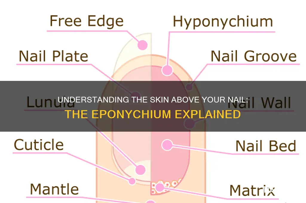 what is the skin above your nail called