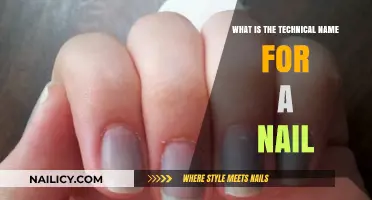 Understanding the Technical Term for a Nail: A Comprehensive Guide