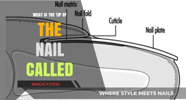 Understanding the Nail Anatomy: What's the Tip of the Nail Called?