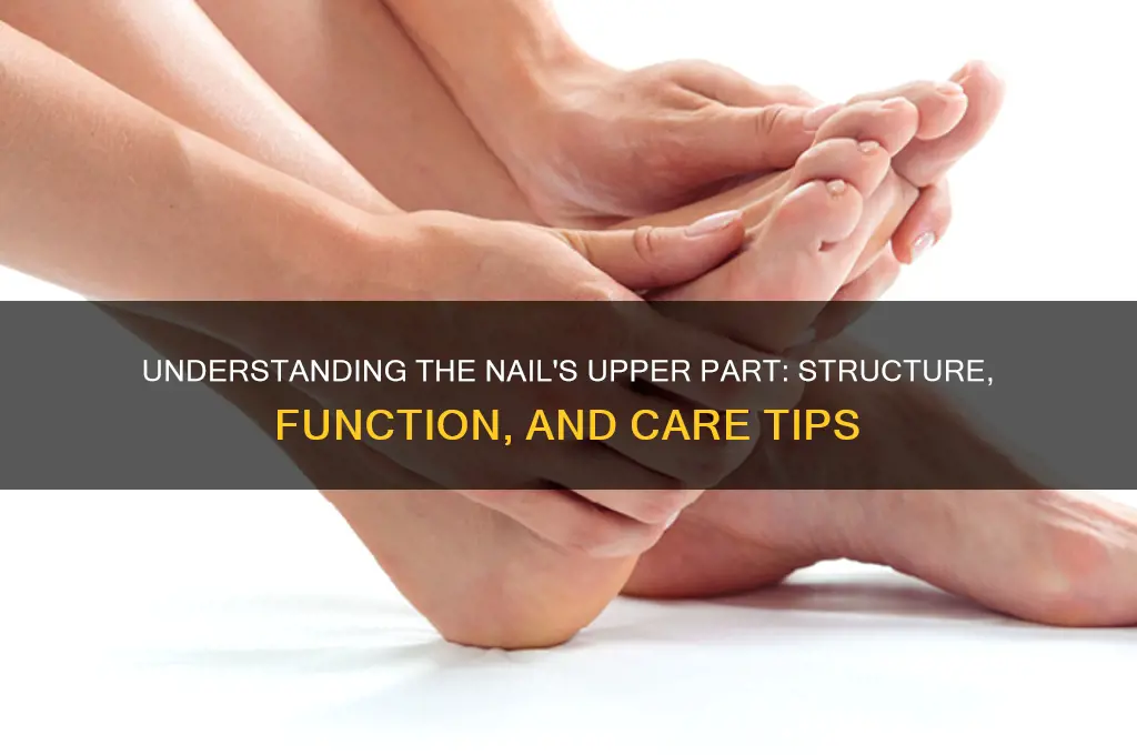 what is the upper part of your nail
