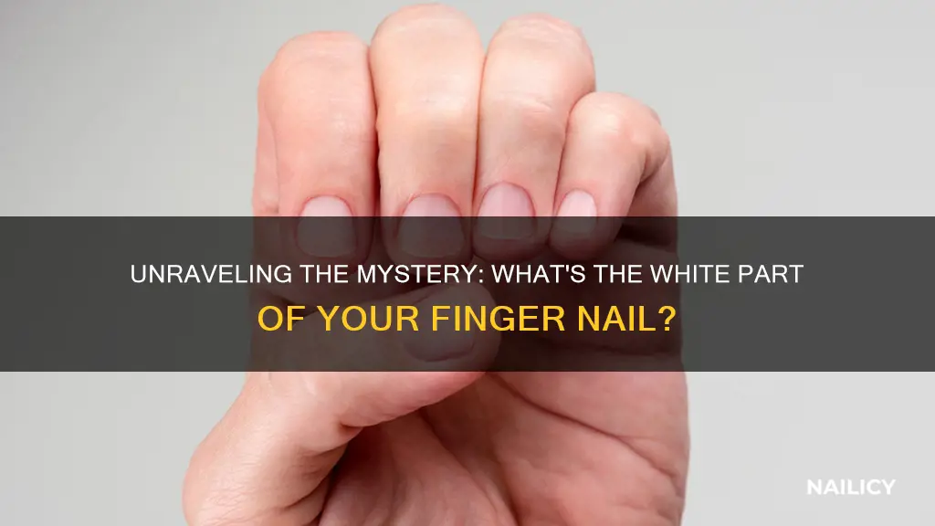 what is the white part finger nail