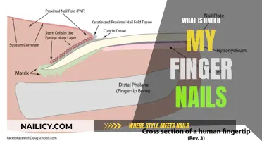 Unveiling the Mystery Beneath: What's Under Your Fingernails?