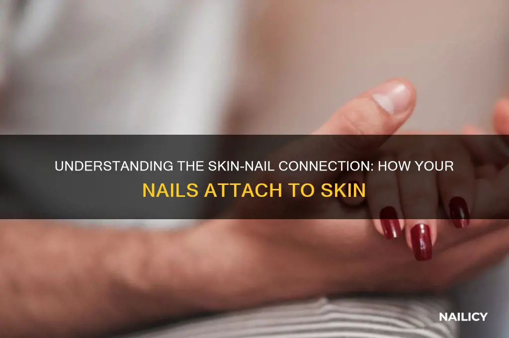 what is your nail connected to your skin