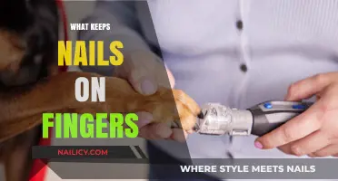 Understanding the Science Behind What Keeps Nails Securely on Fingers