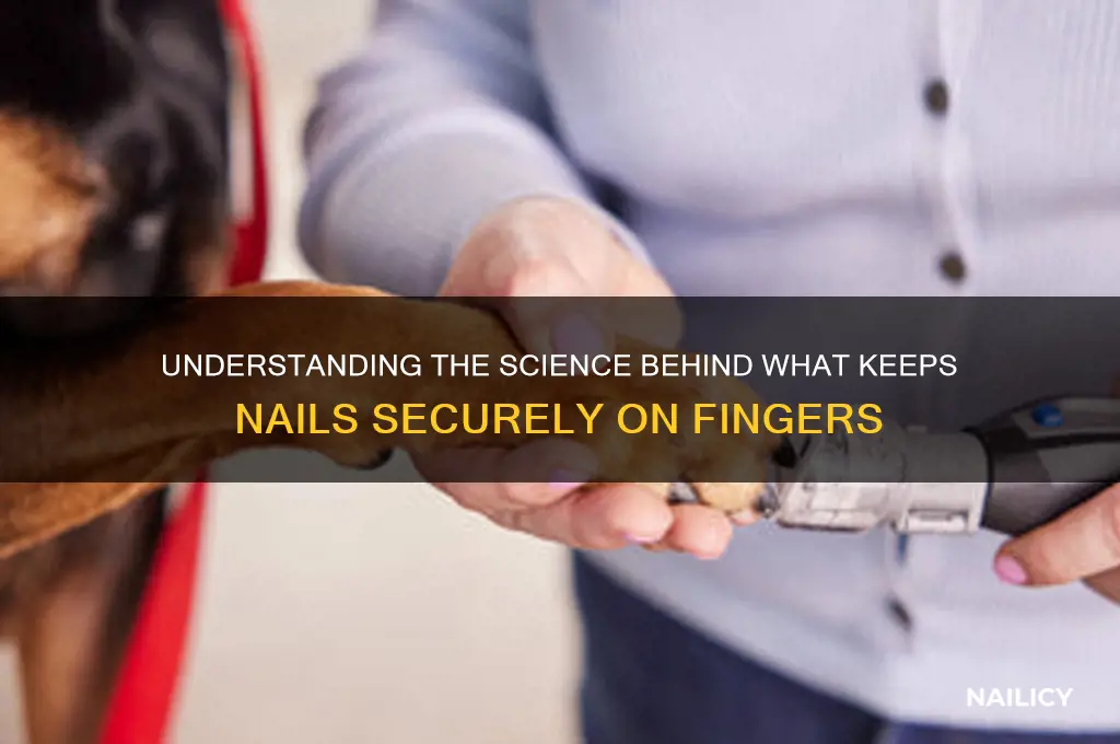 what keeps nails on fingers