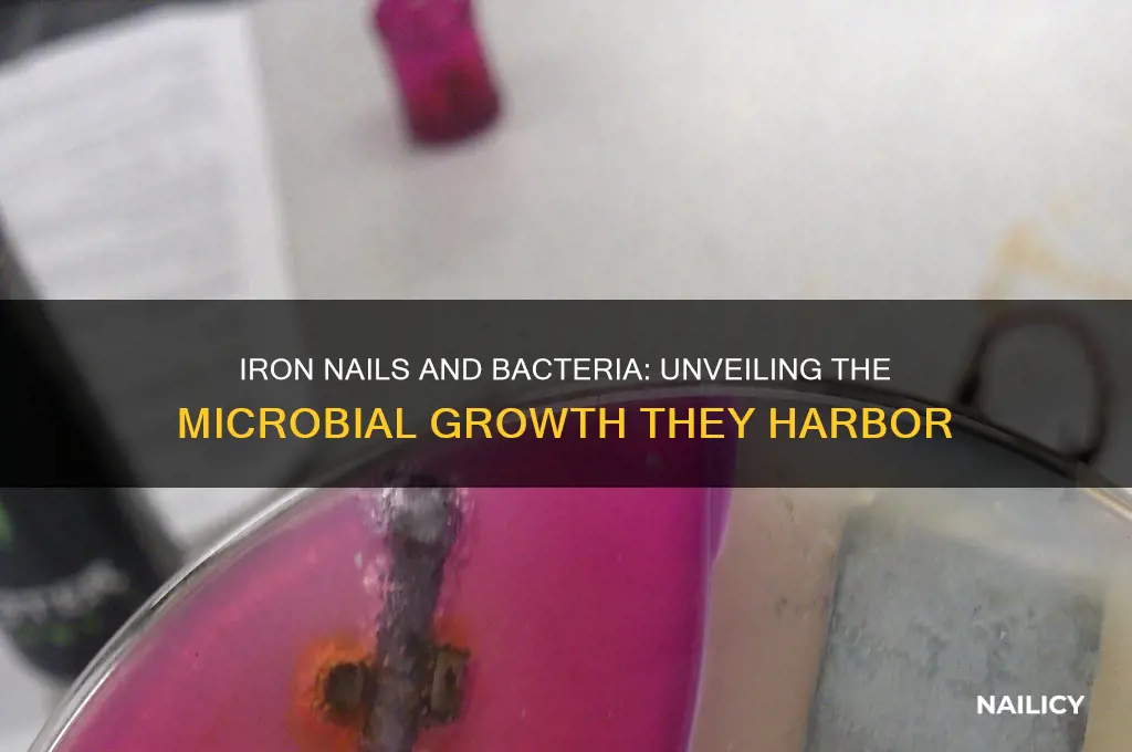 what kind of bacteria comes from iron nails