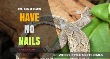 Nail-Free Geckos: Exploring Species Without Claws in the Reptile World
