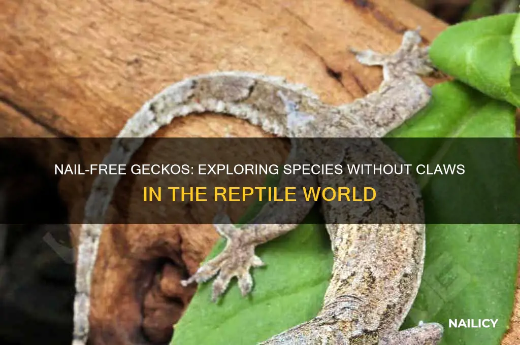 what kind of geckos have no nails