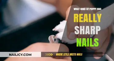 Sharp Puppy Nails: Which Breeds Have the Most Noticeable Claws?
