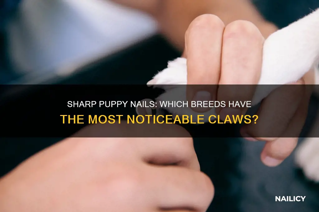 what kind of puppy has really sharp nails