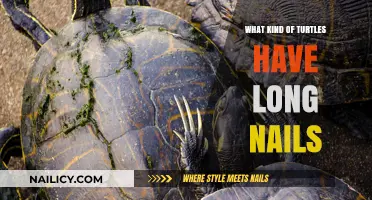 Turtles With Long Nails: Species and Facts