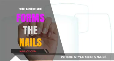 Understanding the Skin Layer Responsible for Nail Formation
