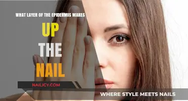 Understanding the Epidermal Layer Responsible for Nail Formation