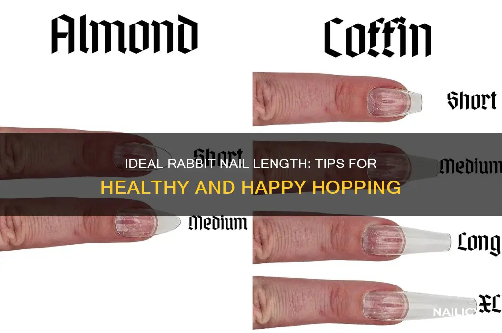 what length should a rabbits nail be