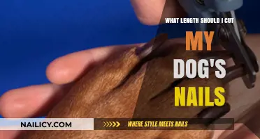 Trimming Dog Nails: The Ideal Length