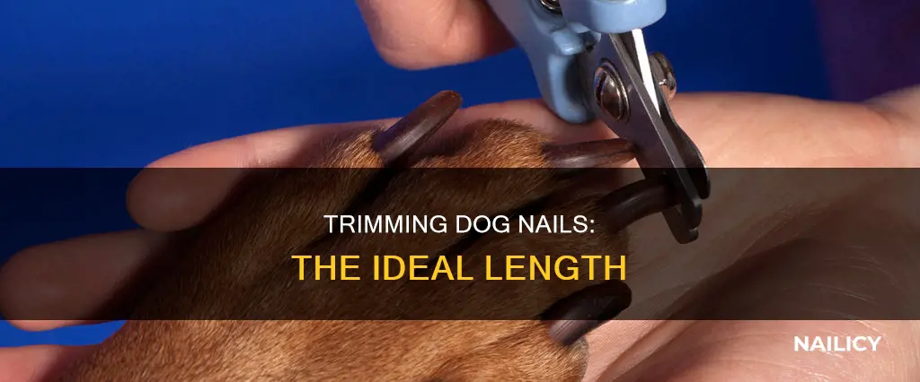what length should i cut my dog