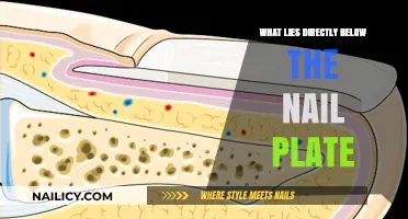 Unveiling the Hidden Layers: What's Beneath Your Nail Plate?