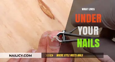 Unseen Nail Dwellers: Discovering the Microscopic World Beneath Your Fingertips