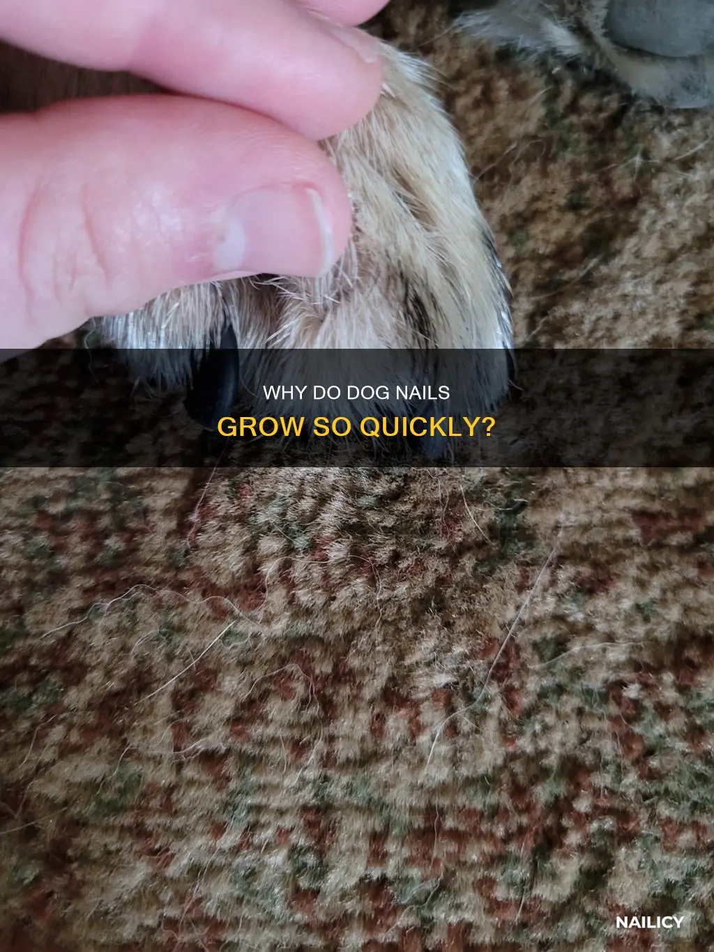 what makes a dog nails grow super fast