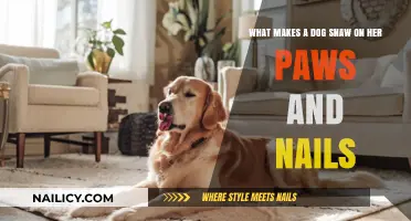 Why Dogs Chew Paws and Nails: Causes and Solutions