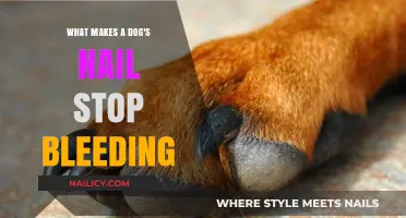 Quick Tips to Stop Your Dog's Nail from Bleeding Fast
