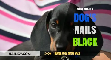 Why Are Dog Nails Black? Uncovering the Science Behind Pigmented Claws