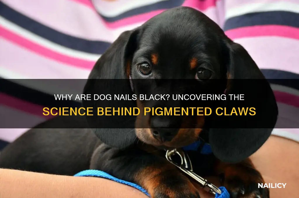 what makes a dog