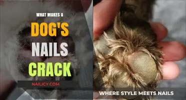 Why Do Dog Nails Crack? Causes, Prevention, and Care Tips