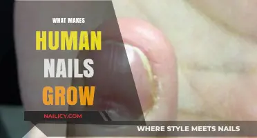 The Science of Nail Growth: Understanding the Human Body