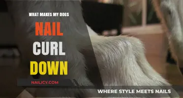 Why Do Dog Nails Curl Down? Causes and Solutions Explained