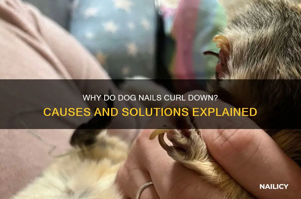 what makes my dogs nail curl down