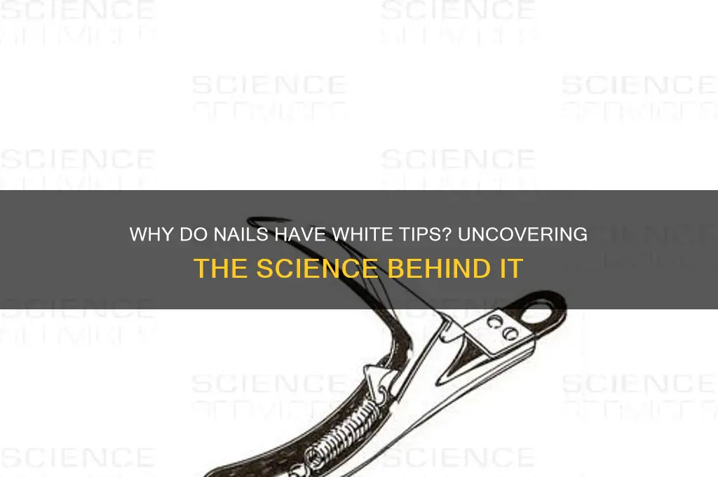 what makes the end of your nails white