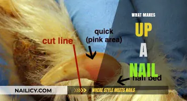 Understanding Nail Anatomy: Layers, Structure, and Composition Explained