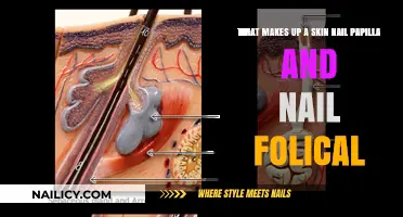 Understanding Skin Nail Papilla and Follicle Composition: Key Components Explained