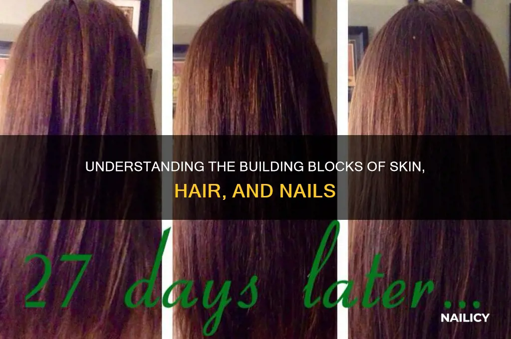 what makes up skin hair and nails