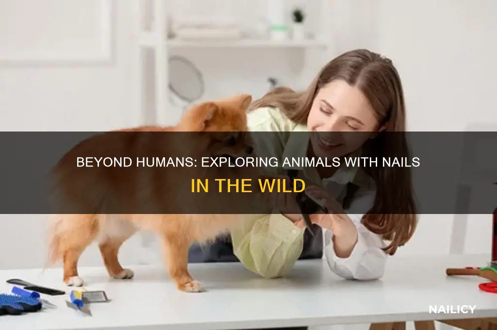 what other animals have nails