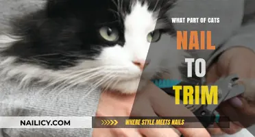 Trimming Cat Nails: Which Part to Cut?