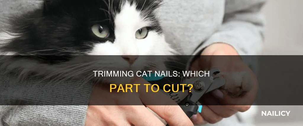 what part of cats nail to trim