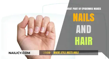 How the Epidermis's Dermis Layer Creates Nails and Hair