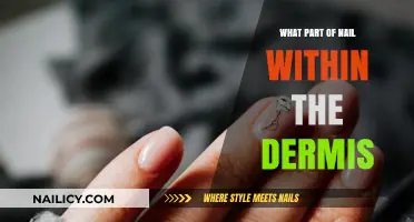 Understanding the Nail's Dermis Connection: Exploring the Nail Root Anatomy